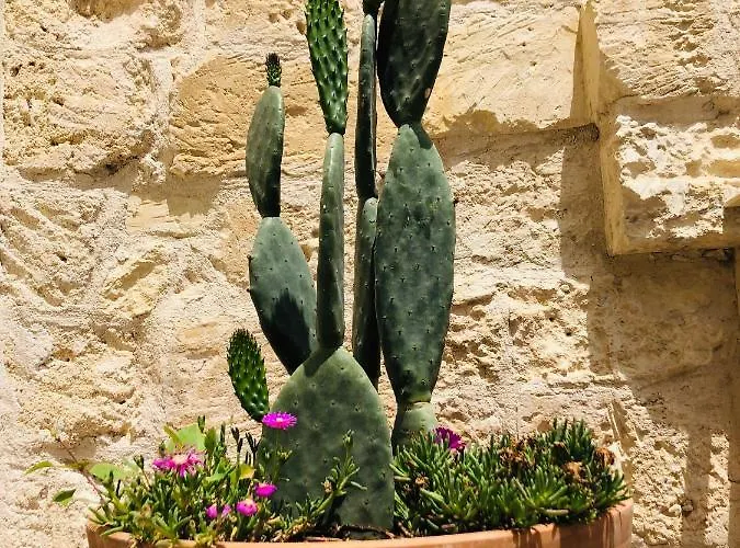 Lu Leccio 2* לצ'ה