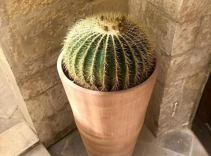 מלון דירות Lu Leccio